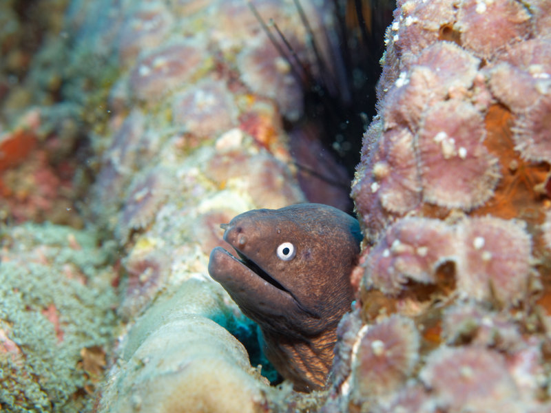 White Eyed Moray Eel